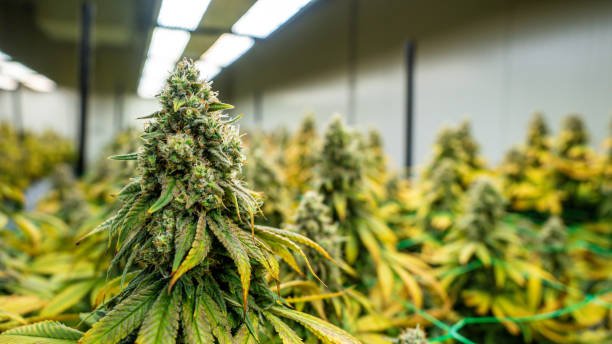 FLOWERS/GAS